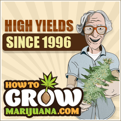How to Grow Marijuana