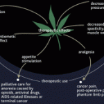 Medical Marijuana Effects