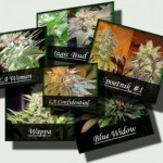 The Importance of Medical Marijuana Strains 