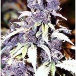 Blueberry Weed Strain