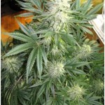 Cinderella 99 Weed Strain