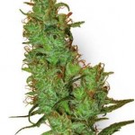 Jack Herer Weed Strain