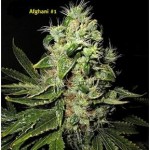 Afghani #1 Weed Strain