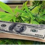 Medical Marijuana Pays for Colorado