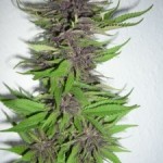 Durban Poison Marijuana Strain