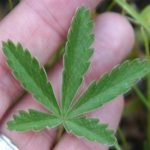 Colorado’s Marijuana Mess