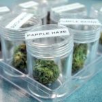 Medical Marijuana Hits Mainstream Media