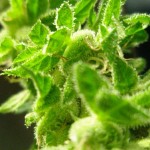 Power Plant Marijuana Strain