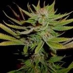 Reclining Buddha Marijuana Strain