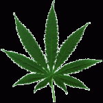 How to Get a Medical Marijuana Card in Maryland