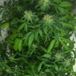 Hindu Kush Marijuana Seeds