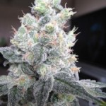 White Rhino Marijuana Seeds