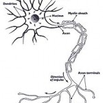 Medical Marijuana and Multiple Sclerosis