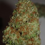 Master Kush Marijuana Strain