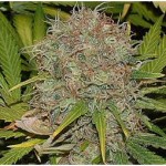 AK47 Weed Seeds