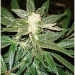 Chemdog Marijuana Strain