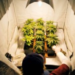 Meet Don LaRouche medical marijuana user