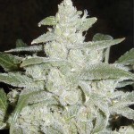 White Widow Weed Seeds