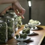 John Morgan – Advocate of Medical Marijuana in Florida