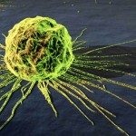 THC efficient in fighting Stomach Cancer