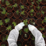 New CBD-only strain From Israel Is Called Rafael