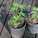 Why Everybody Should Be Allowed To Grow Marijuana At Home