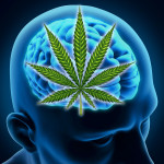 Study Shows That Marijuana Has No Long Term Effects on the Brain