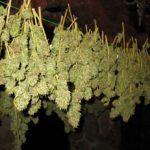 Medical marijuana a supplement for porphyria