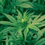 Cannabis Providing Relief for the Dying