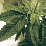 Marijuana and Colitis