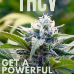 THCV as Medicine