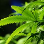 Agoraphobia Panic Attacks and Cannabis