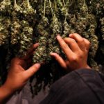 Hyperventilation Syndrome and Medical Marijuana