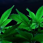 Medical Marijuana and Cocaine Dependency