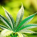 Thyroiditis and Medical Marijuana