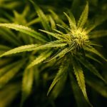 Emphysema and Medical Marijuana