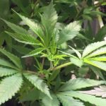 Intermittent Explosive Disorder