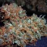 White Widow Cannabis Strain