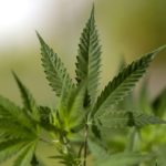 Ohio Decriminalization Restricts Medical Marijuana