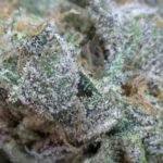 Purple Kush Marijuana Strain