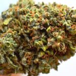 Raphael Marijuana Strain