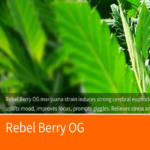 Rebel Berry OG Medical Cannabis Strain