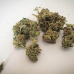 Thunderbird Rose Medical Cannabis Strain