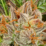 Benefits of Marijuana in Pain Management for Cancer Patients