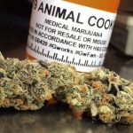 People Are Now Experimenting With Healing Their Pets With Medical Marijuana