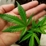 Common Illnesses Marijuana can Solve