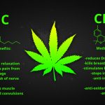 How CBD and THC in Marijuana Work Together to Stop Cancer