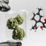 A Guide to Cannabidivarin