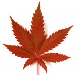 Top 5 Facts About Canadian Medical Marijuana