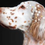 The Effects of CBD Oil For Dog Seizures